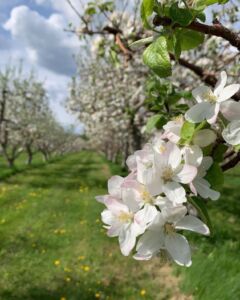 fleurs-pommiers