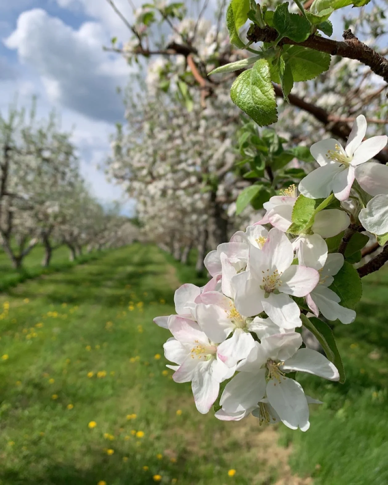 fleurs-pommiers