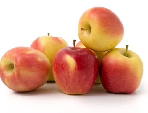 Honey Crisp