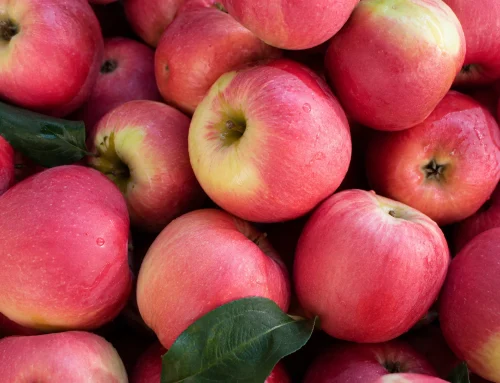 Ambrosia